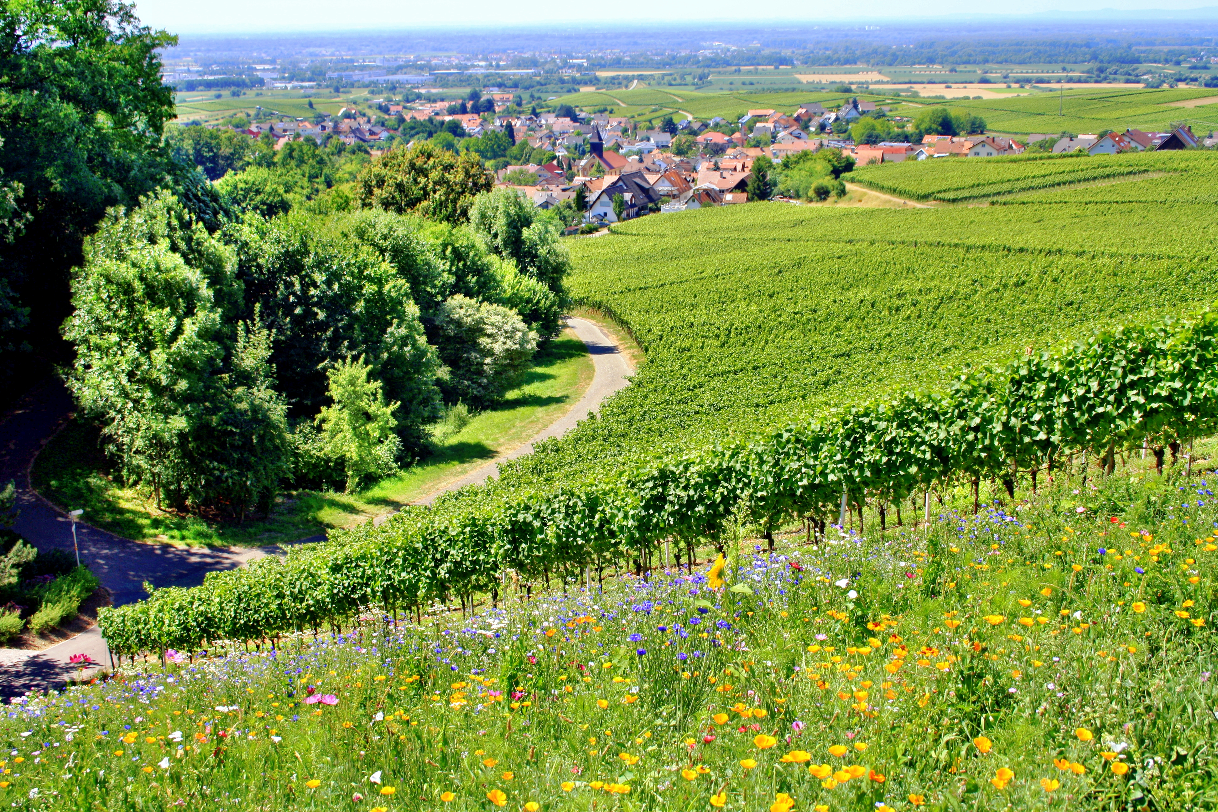 2015Bühl-Eisental, Baden-Württemberg, Germany